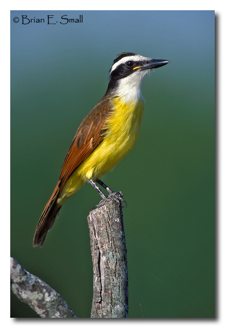 Photo of Great Kiskadee