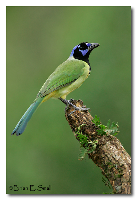 Photo of Green Jay