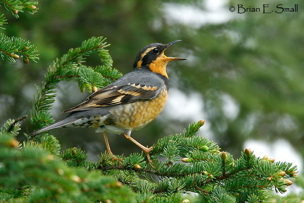 adult male varied thrushes