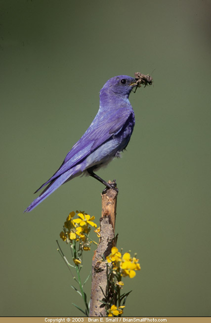 Photo of Mountain Bluebird