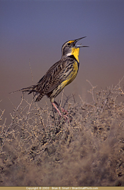 Photo of Western Meadowlark