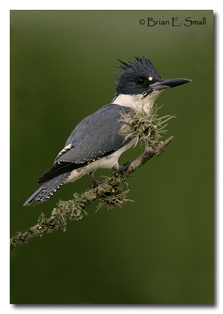 Photo of Belted Kingfisher