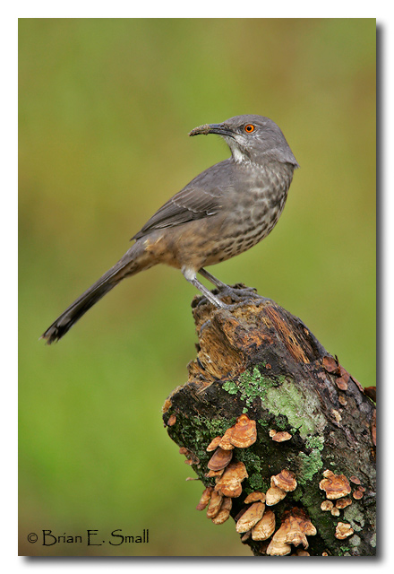 Photo of Curve-billed Thrasher