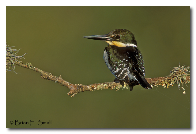 Photo of Green Kingfisher