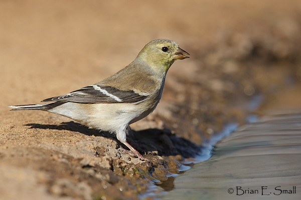 Brian E. Small Bird Photography