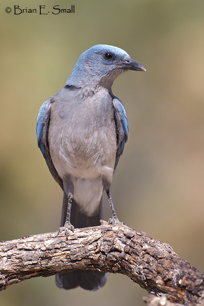 Brian E. Small Bird Photography