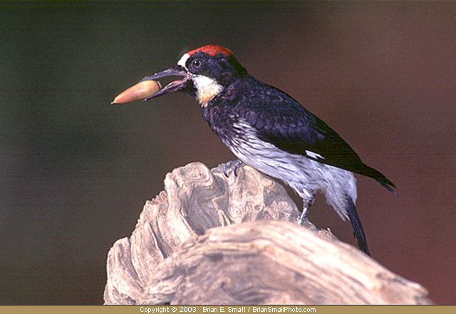 Photo of Acorn Woodpecker