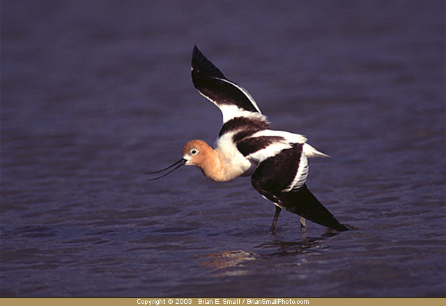 Photo of American Avocet