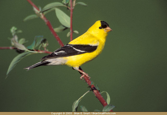 Photo of American Goldfinch