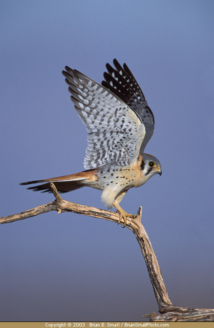 Photo of American Kestrel