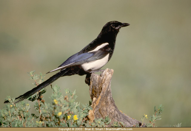 Photo of Black-billed Magpie