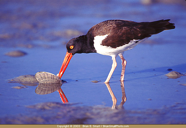 Photo of American Oystercatcher