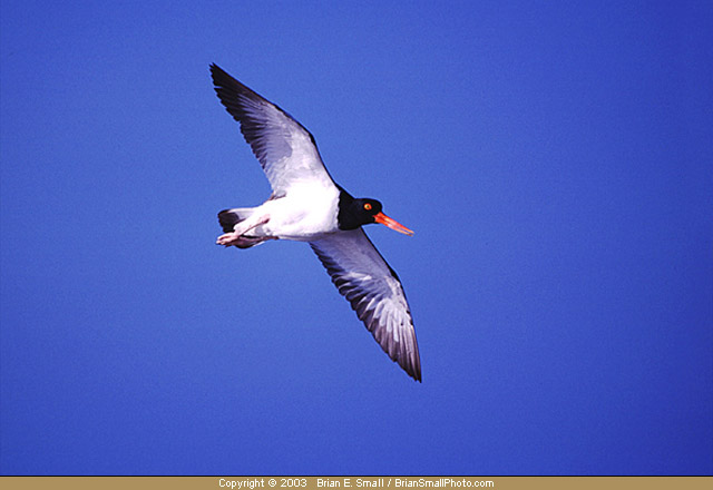 Photo of American Oystercatcher