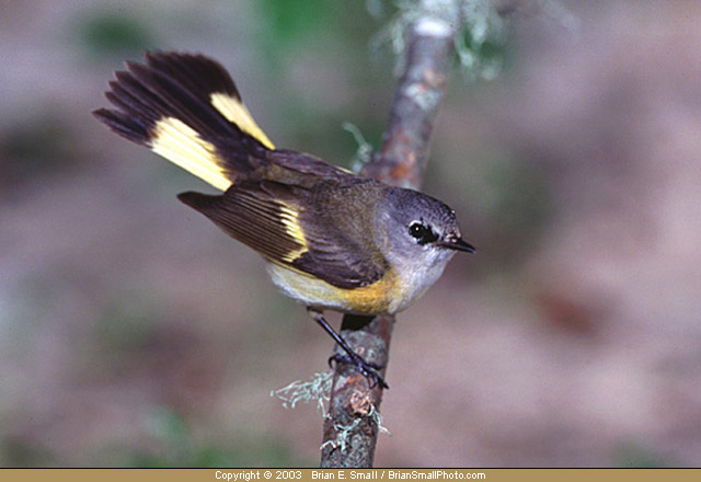 Photo of American Redstart