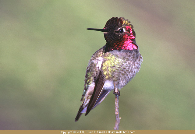 Photo of Anna's Hummingbird