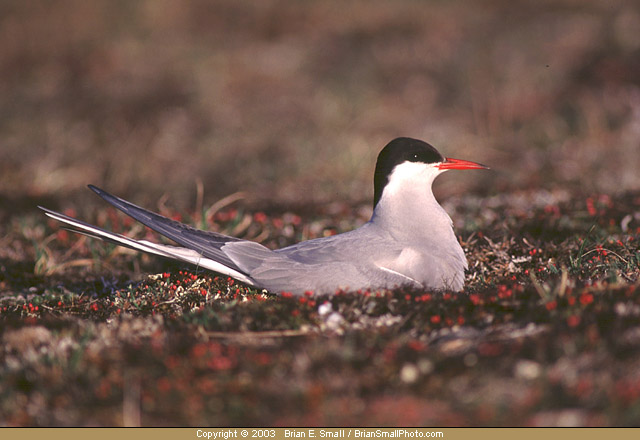 Photo of Arctic Tern