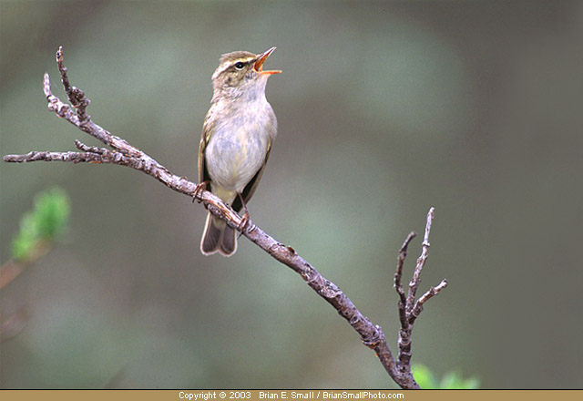 Photo of Arctic Warbler