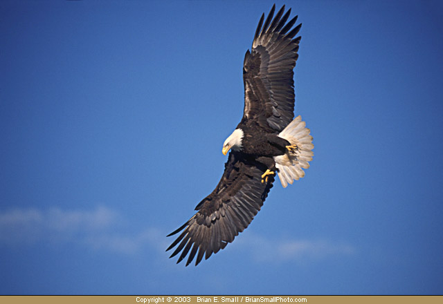 Photo of Bald Eagle