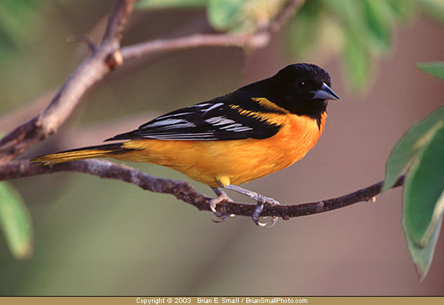 Photo of Baltimore Oriole