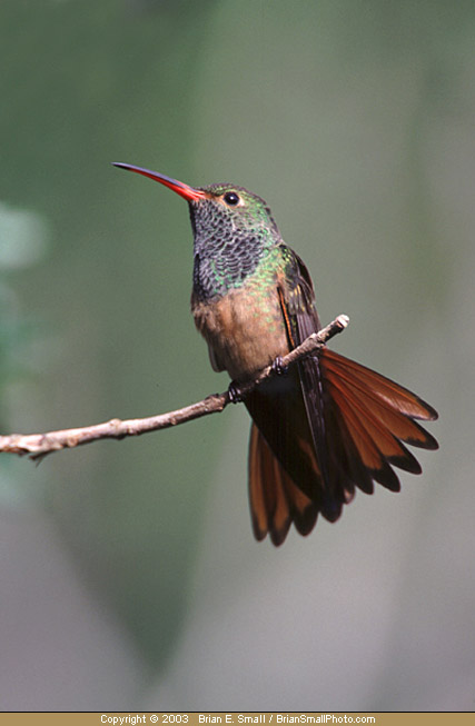 Photo of Buff-bellied Hummingbird