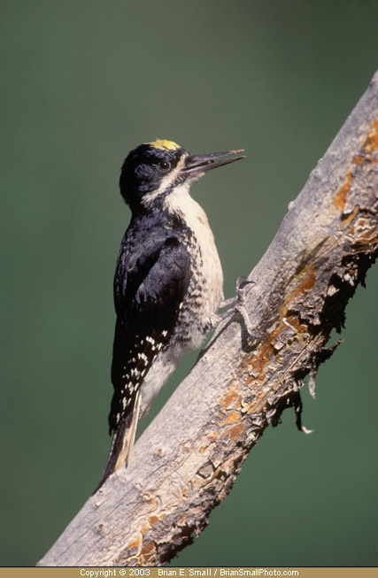 Photo of Black-backed Woodpecker