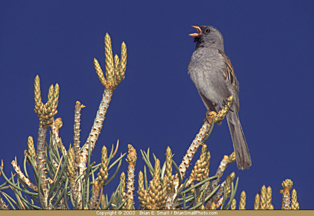 Photo of Black-chinned Sparrow