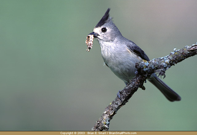 Photo of Black-crested Titmouse