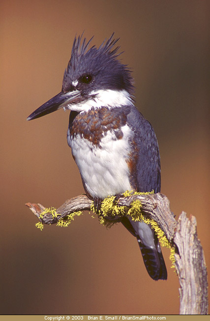 Photo of Belted Kingfisher