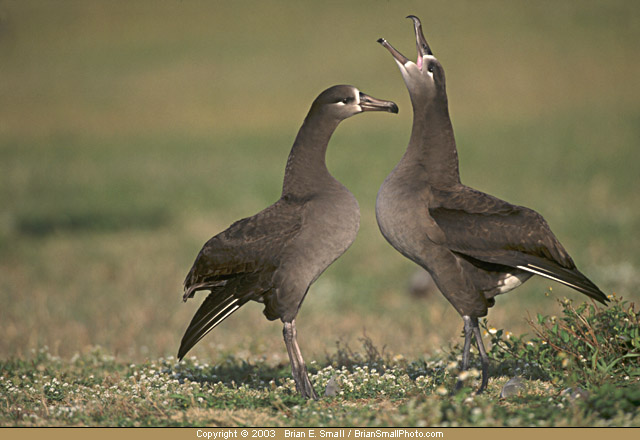 Photo of Black-footed Albatross