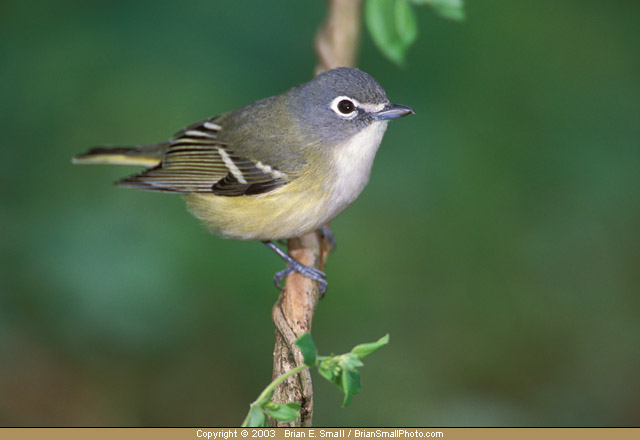 Photo of Blue-headed Vireo