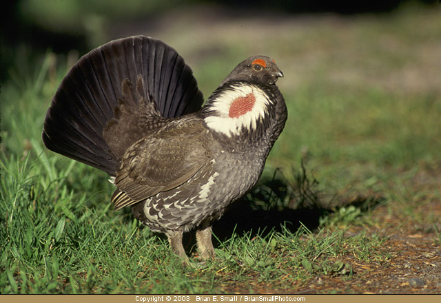 Photo of Blue Grouse