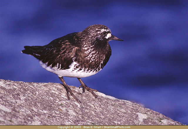 Photo of Black Turnstone