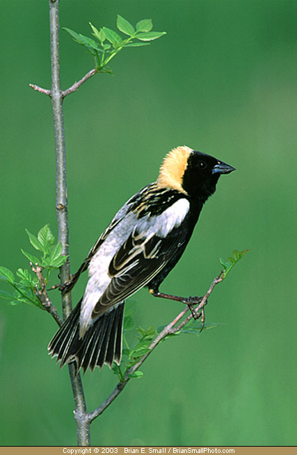 Photo of Bobolink