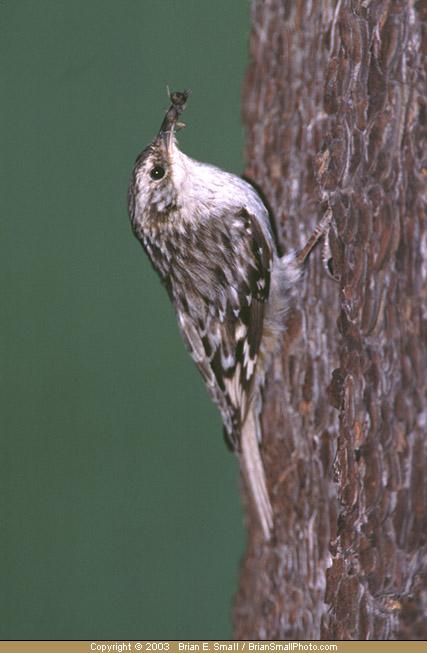 Photo of Brown Creeper