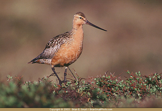 Photo of Bar-tailed Godwit