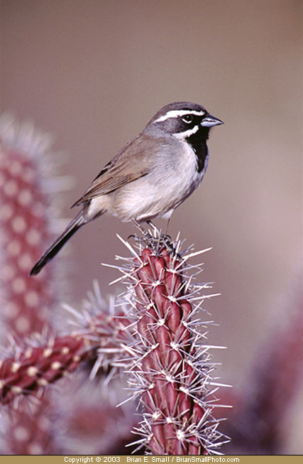 Photo of Black-throated Sparrow