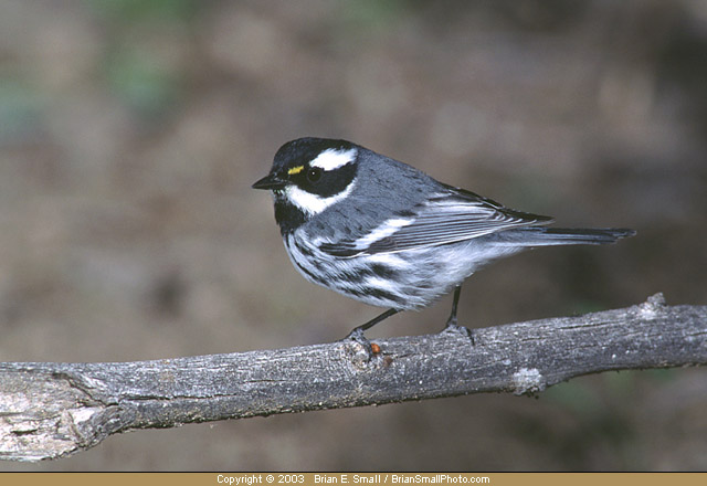 Photo of Black-throated Gray Warbler