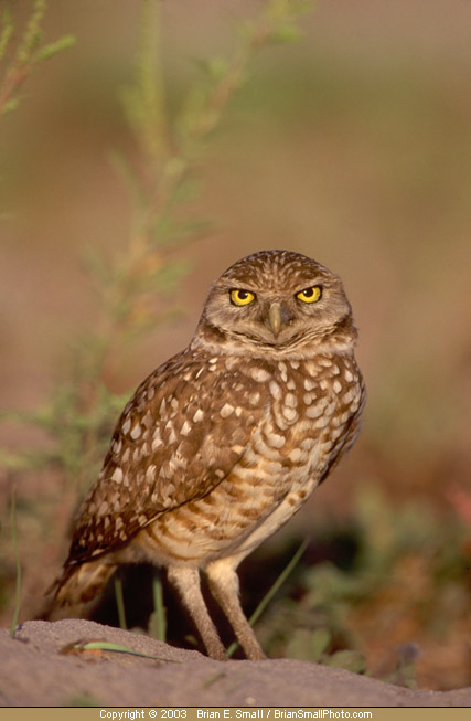 Photo of Burrowing Owl