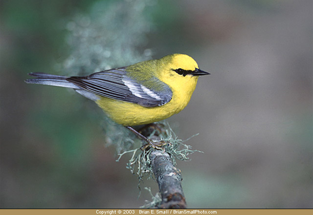 Photo of Blue-winged Warbler