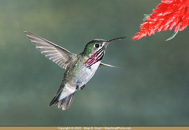 Photo of Calliope Hummingbird