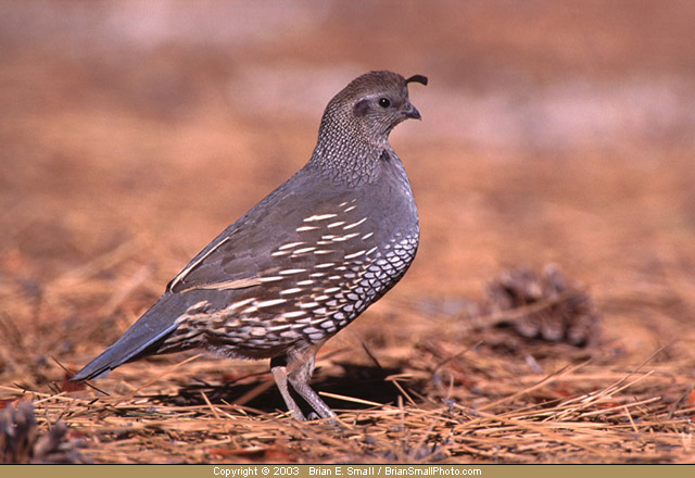 Photo of California Quail