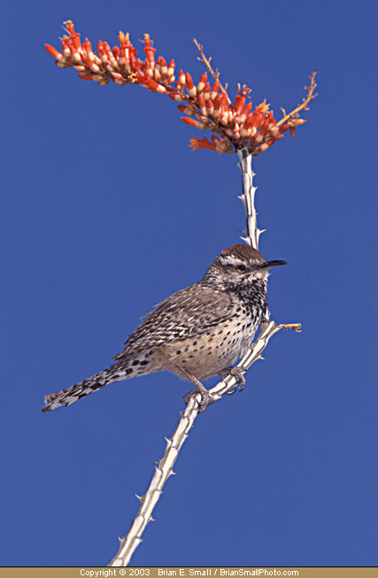 Photo of Cactus Wren