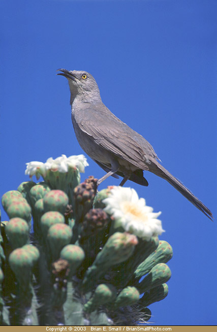 Photo of Curve-billed Thrasher