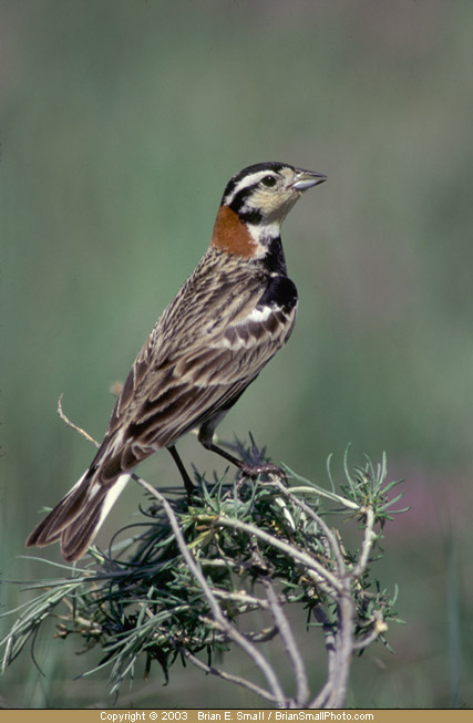 Photo of Chestnut-collared Longspur