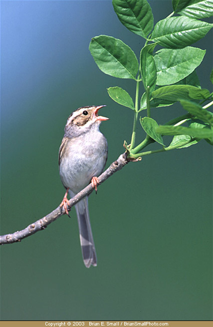 Photo of Clay-colored Sparrow