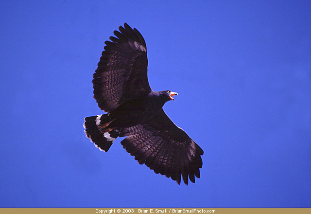 Photo of Common Black-Hawk