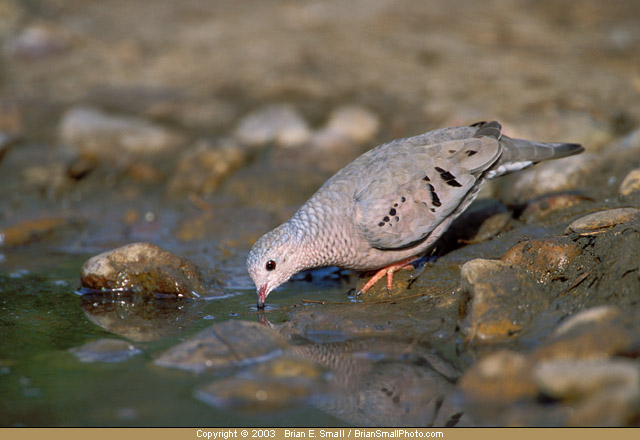 Photo of Common Ground-Dove