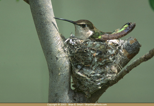 Photo of Costa's Hummingbird