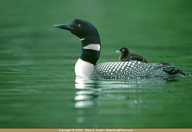 Photo of Common Loon