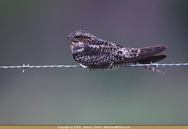 Photo of Common Nighthawk